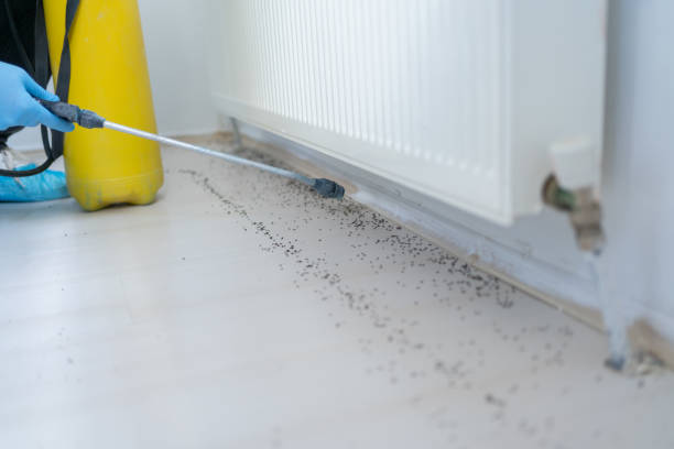 Best Pest Prevention Services  in Buckner, MO